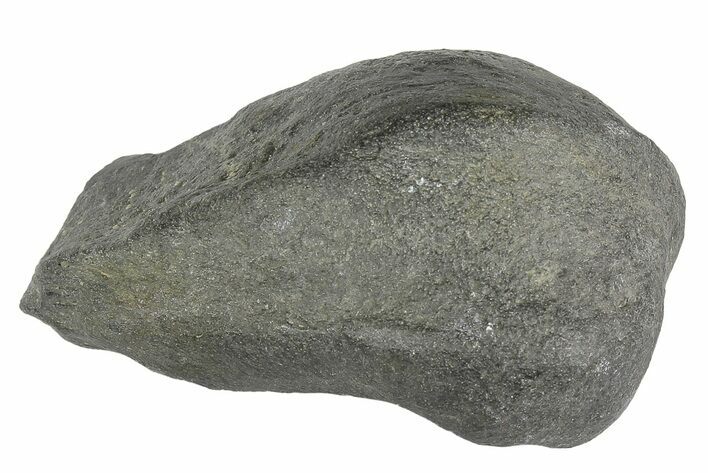 Fossil Whale Ear Bone - Miocene #177812